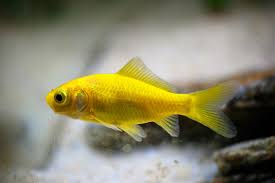 Pez Cometa Oro