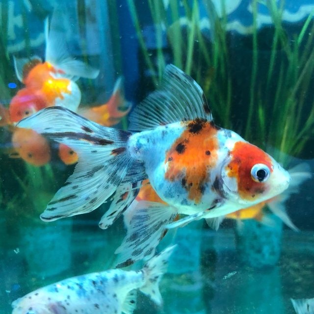 Pez Calico