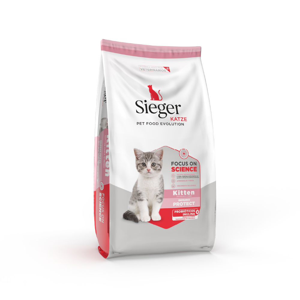 Sieger Katze Kitten