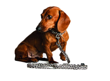 Conjunto Collar y Correa Poliester - Tails