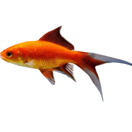 Pez Cometa Rojo