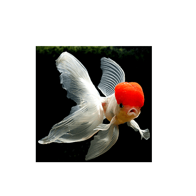 Pez red Cap