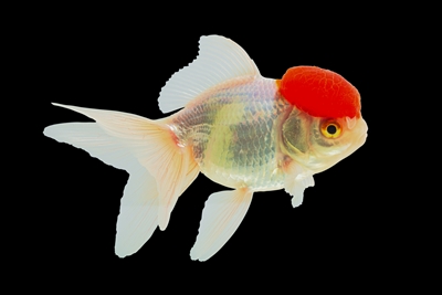 Pez Oranda