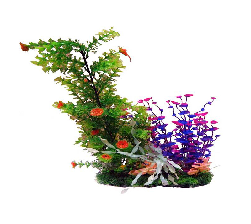 Plantas Surtidas Decorativas